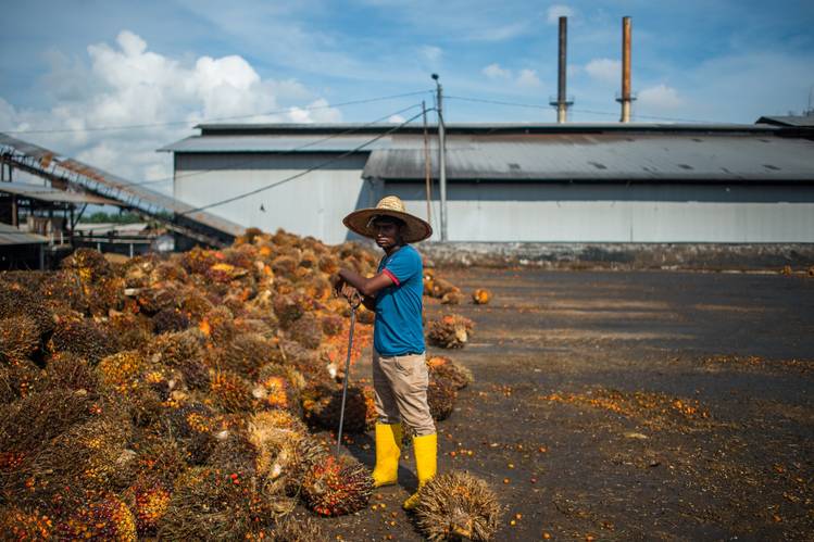 Palm-fruit bunches like these in Sepang, Malaysia, are pressed into palm oil. Photo: MOHD RASFAN/AFP/Getty Images